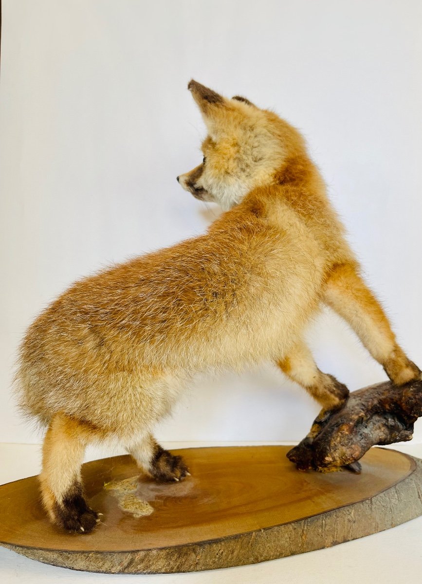 Naturalized Fox -photo-1